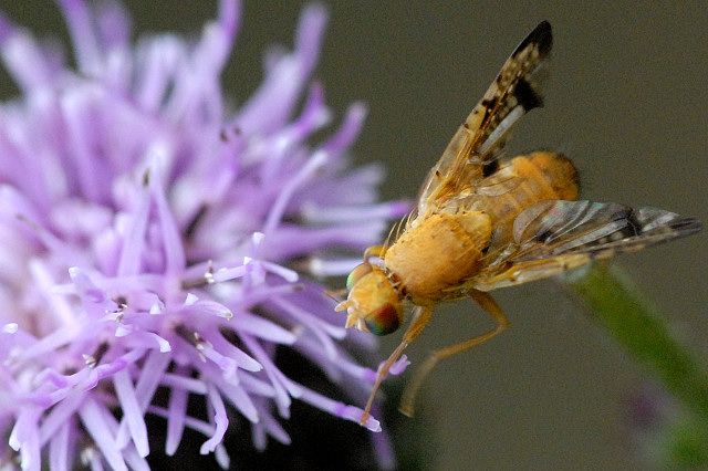 File:Xyphosia.miliaria.male.jpg