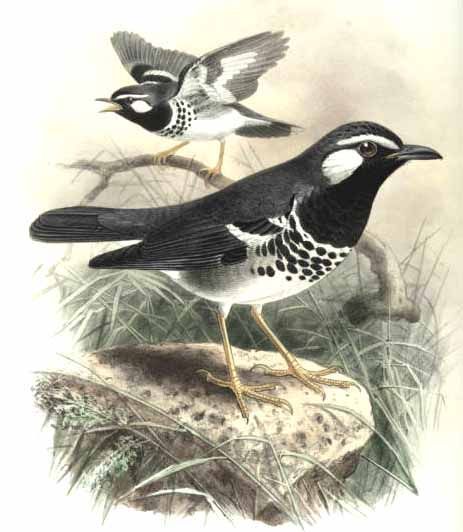 File:Zoothera-schistacea-keulemans.jpg