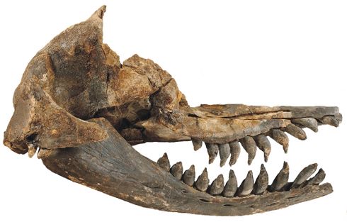 File:Acrophyseter deinodon skull.jpg