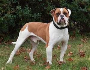 File:American Bulldog..jpg