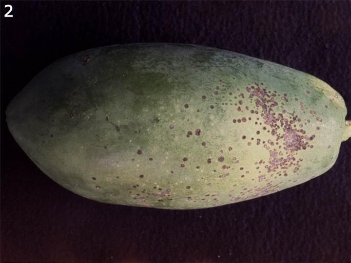 File:Asperisporium caricae on papaya.jpg