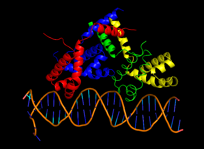 File:CII DNA.png