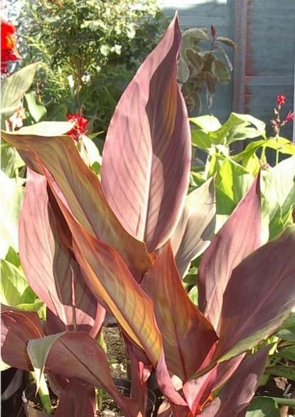 File:Canna Intrigue 01.jpg