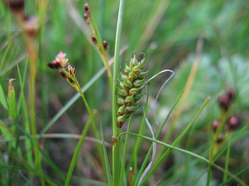 File:Carex distans weibl.jpeg