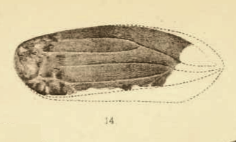 File:Cercopis selwyni Scudder 1890 pl2 Fig14.png