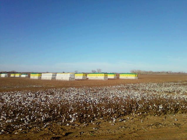 File:Cotton bales, Collingsworth Co. TX.jpg