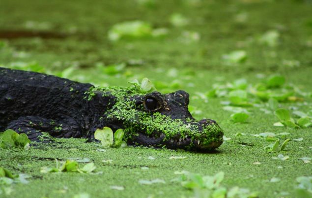 File:Crocodile nain du bassin d'Afrique de l'Ouest.jpeg