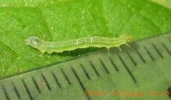 File:Ctenoplusia limbirena-juvenile caterpillar.jpg