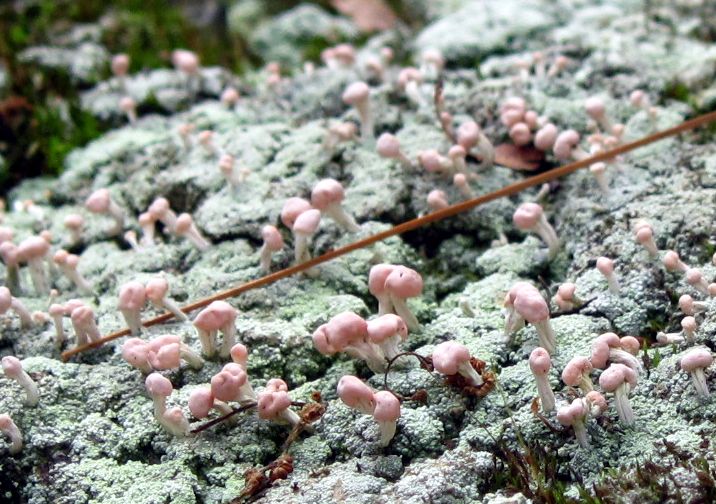 File:Dibaeis baeomyces pink earth lichen cropped.jpg