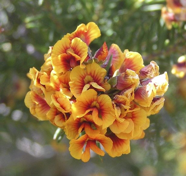 File:Dillwynia pungens flowers.jpg