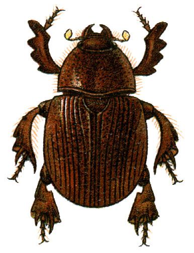 File:Dynatopus atleta.jpg