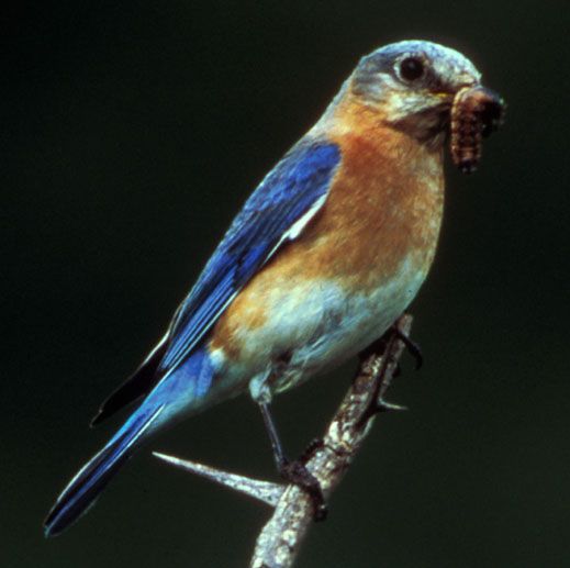 File:EasternbluebirdB9.jpg