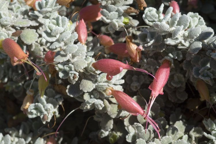 File:Eremophila hillii.jpg