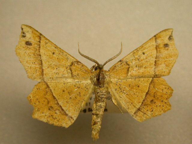 File:Euchlaena tigrinaria1.jpg