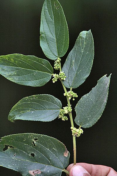 File:Flowers & leaves I IMG 3453.jpg