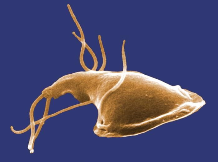 File:Giardia 1.jpg