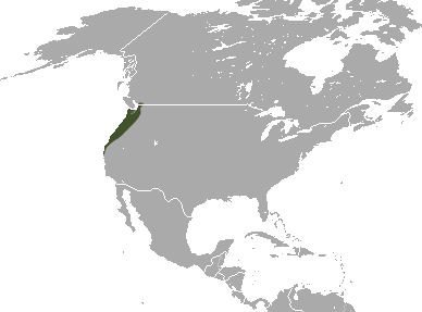 File:Marsh Shrew area.png