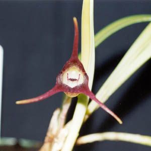 File:Masdevallia civilis.jpg