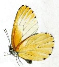 File:Mylothris yulei1.JPG