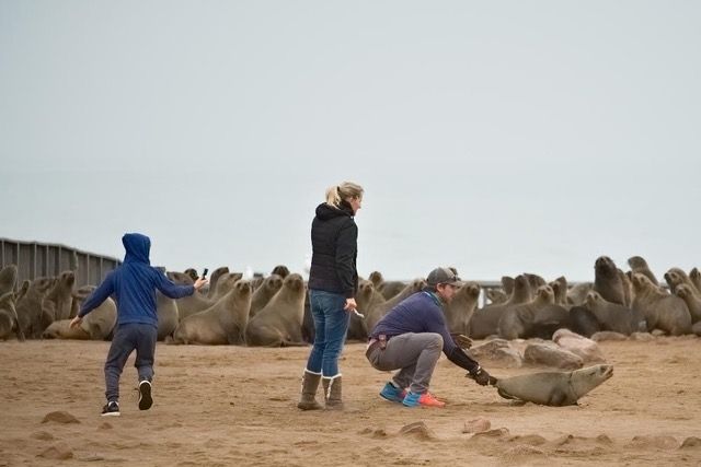 File:Ocean Conservation Namibia rescuing an entangled seal.jpg