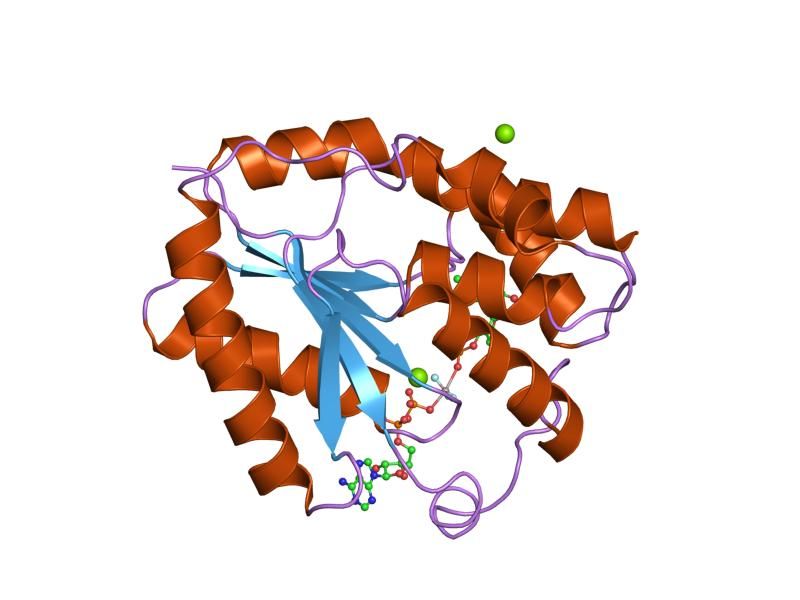 File:PDB 1e2e EBI.jpg