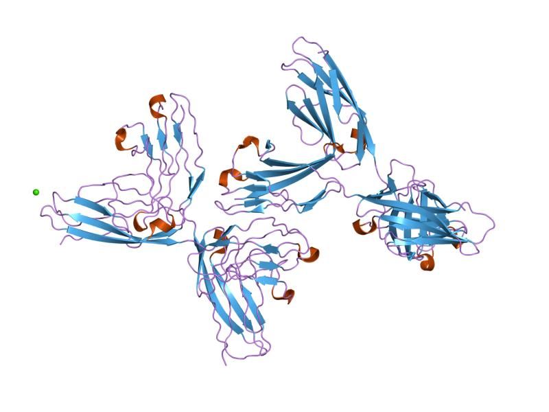 File:PDB 1epf EBI.jpg