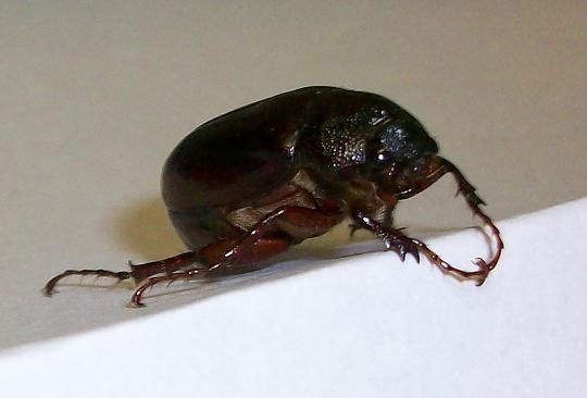 File:Phyllophaga commonjunebeetle.jpg