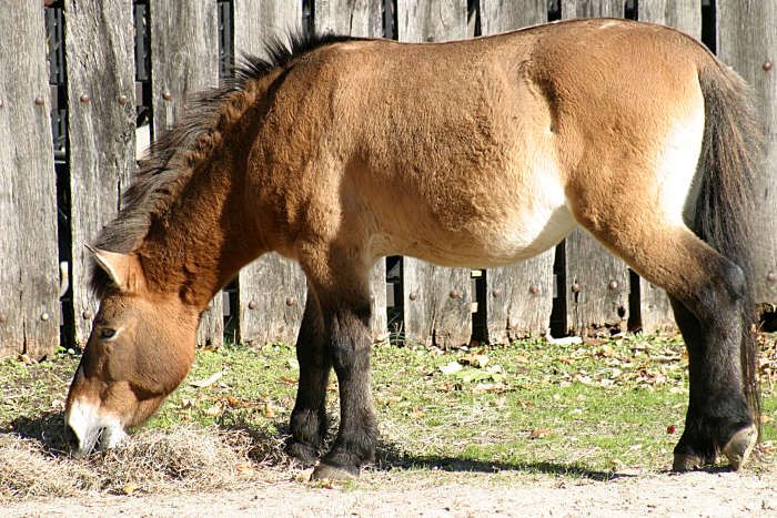 File:Przewalskis-horse-036437.jpg