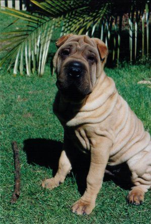 File:Shar Pei 1.jpg