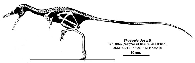 File:Shuvuuia skeletal Headden.jpg