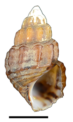 File:Sulcospira tonkiniana shell.png