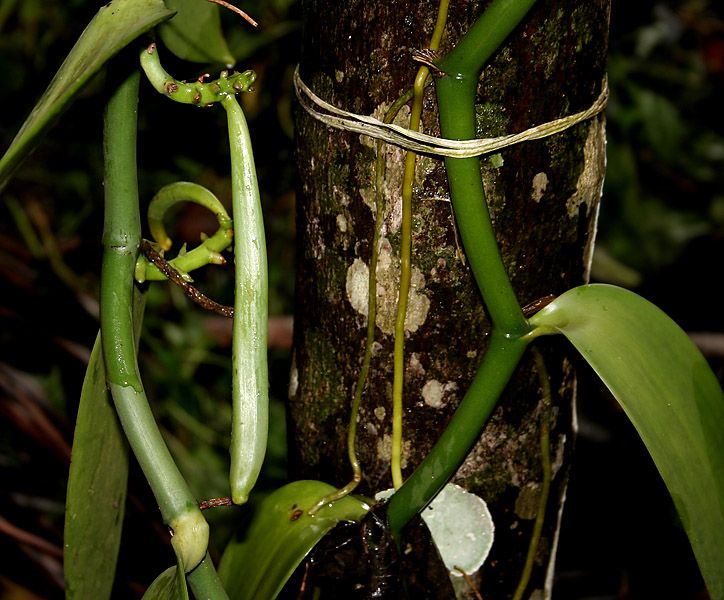 File:Vanilla planifolia W IMG 2452.jpg