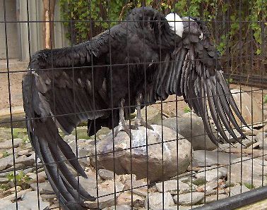 File:Vultur gryphus02.jpg