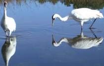 File:WhoopingCrane23.jpg