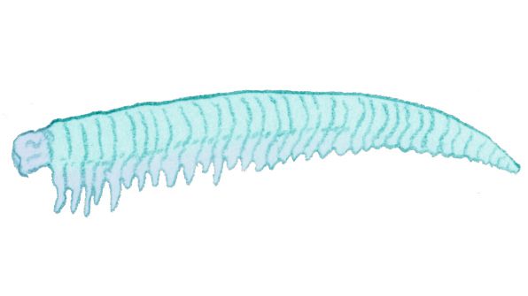 File:Worthenella.jpg