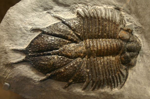 File:Acanthopyge fossil cropped.png