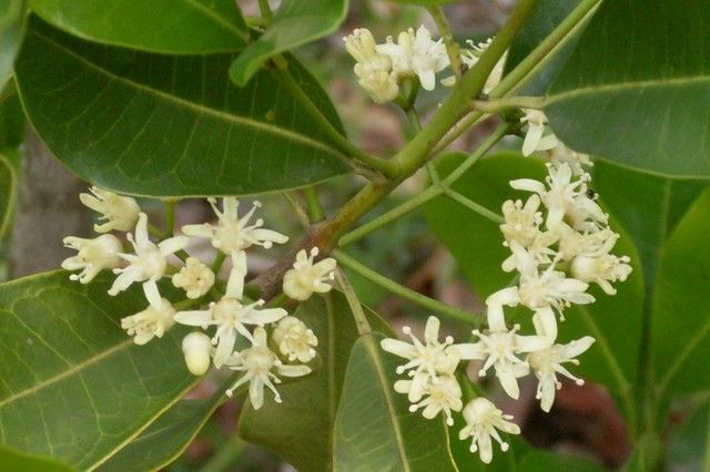 File:Acronychia littoralis in flower.JPG