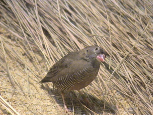 File:African Quailfinch (Ortygospiza atricollis).jpg