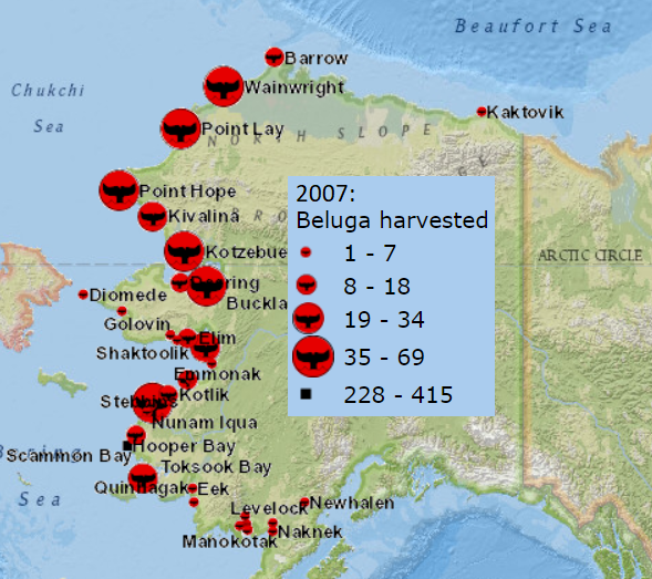 File:Alaska Beluga Harvest 2007.png