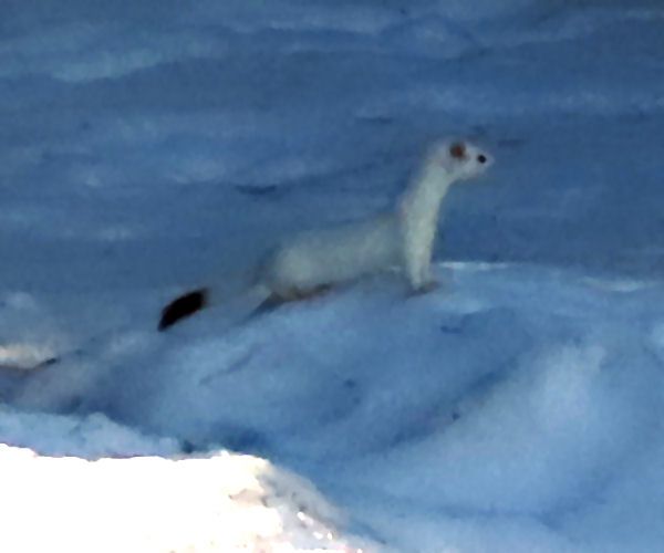 File:American Ermine, FWG.jpg