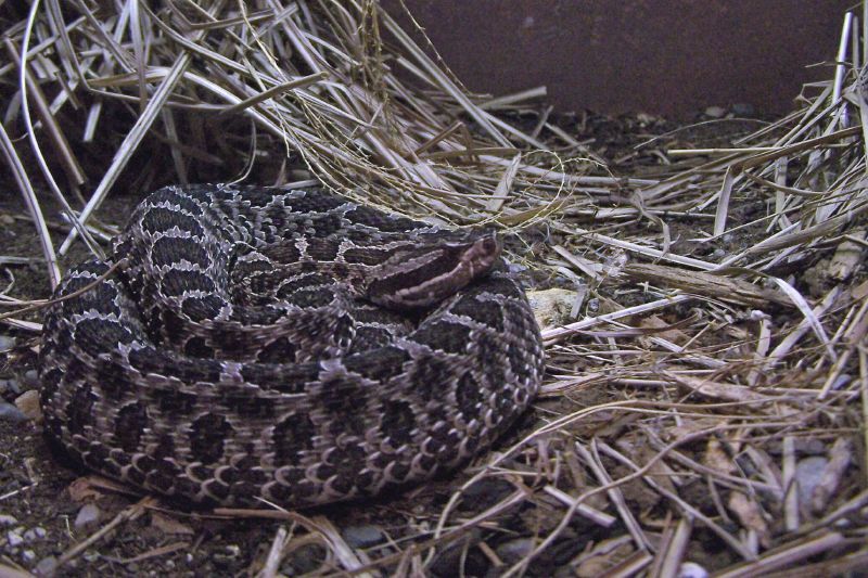 File:Animals at the Indianapolis Zoo - 2006-11-12.jpg