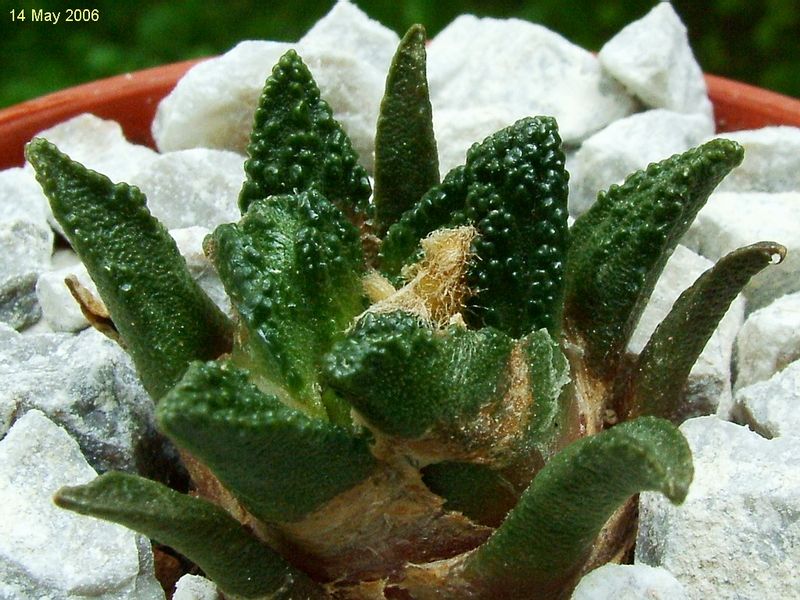 File:Ariocarpus bravoanus hintonii.jpg