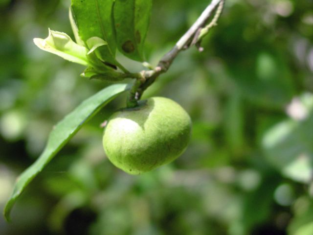 File:Camellia sinensis-fruto.jpg