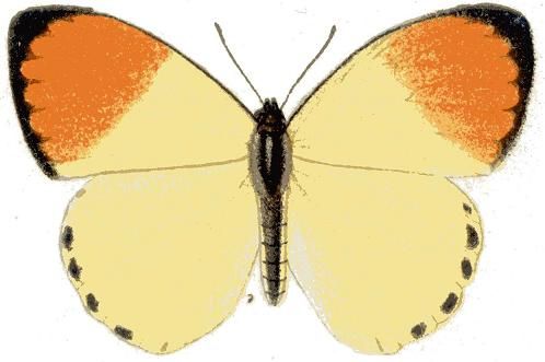 File:Colotis incretus m.JPG