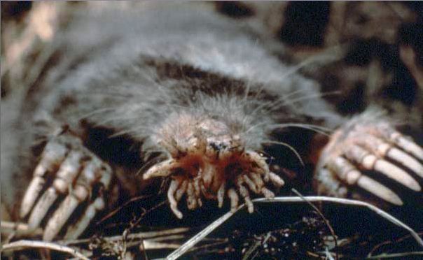 File:Condylura cropped.JPG