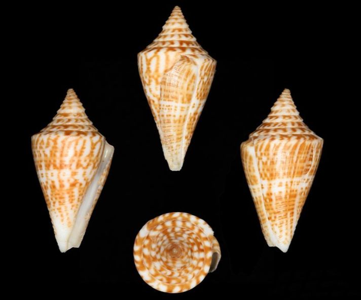 File:Conus ernesti 001.jpg