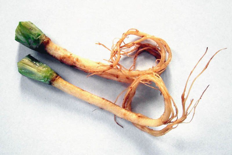 File:Coriander roots.JPG