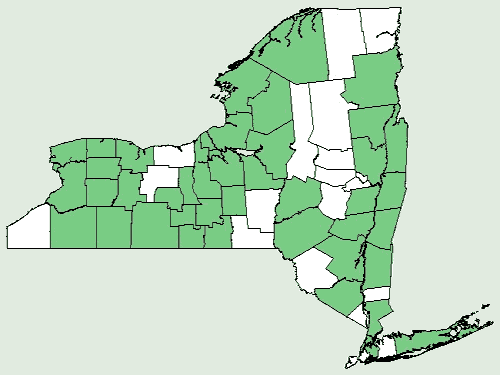 File:Cynoglossum officinale NY-dist-map.png