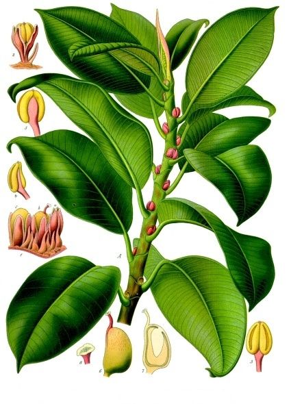 File:Ficus elastica - Köhler–s Medizinal-Pflanzen-206.jpg