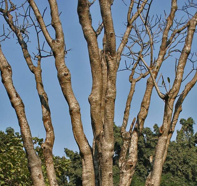 File:Frangipani without leaves W IMG 3624.jpg